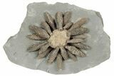 Jurassic Fossil Urchin (Reboulicidaris) - Amellago, Morocco #194841-1